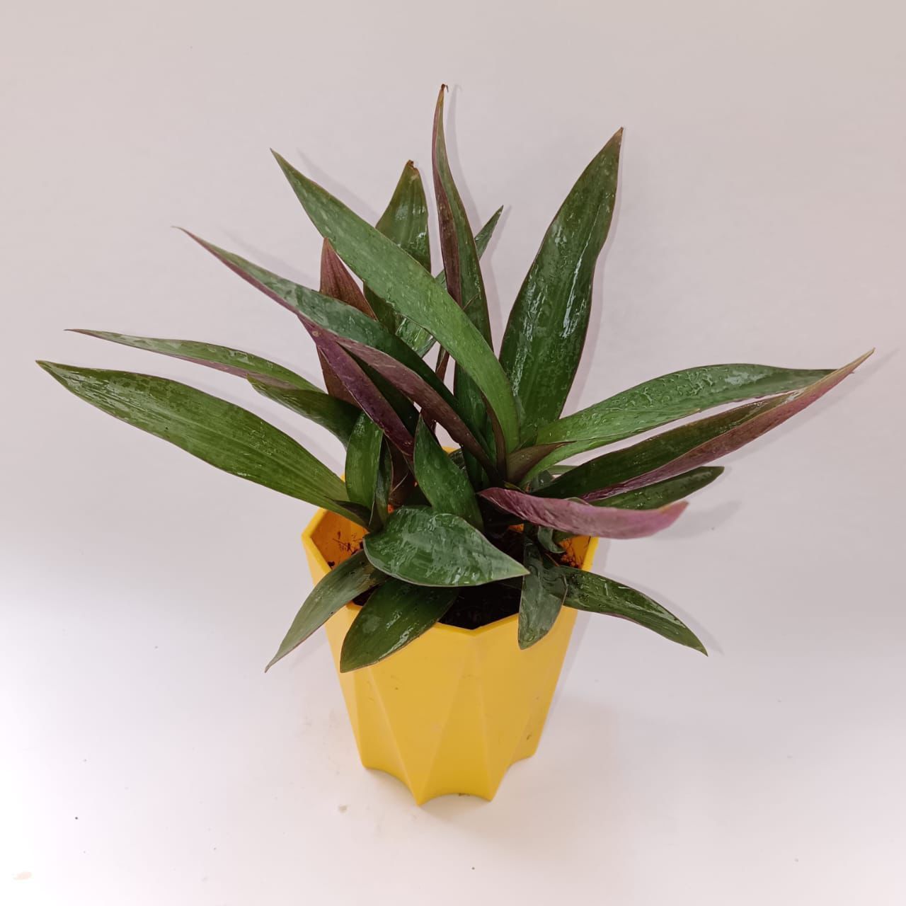 Rhoeo / Durangi in 4 Inch Yellow Premium Diamanti Plastic Pot