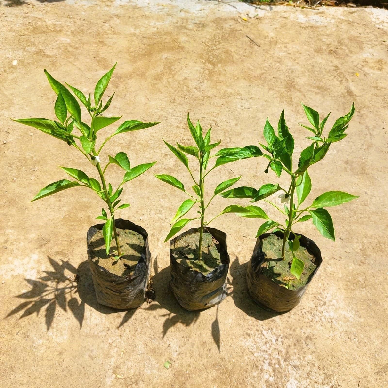 Set of 3 - Chilli / Mirchi Plants in 3 Inch Nursery bag