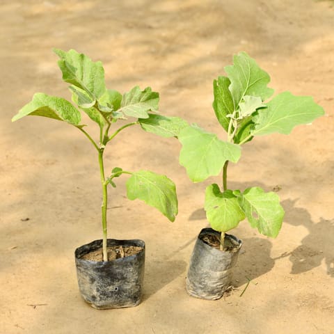 Set of 2 - Brinjal / Baigan in 4 Inch Nursery bag