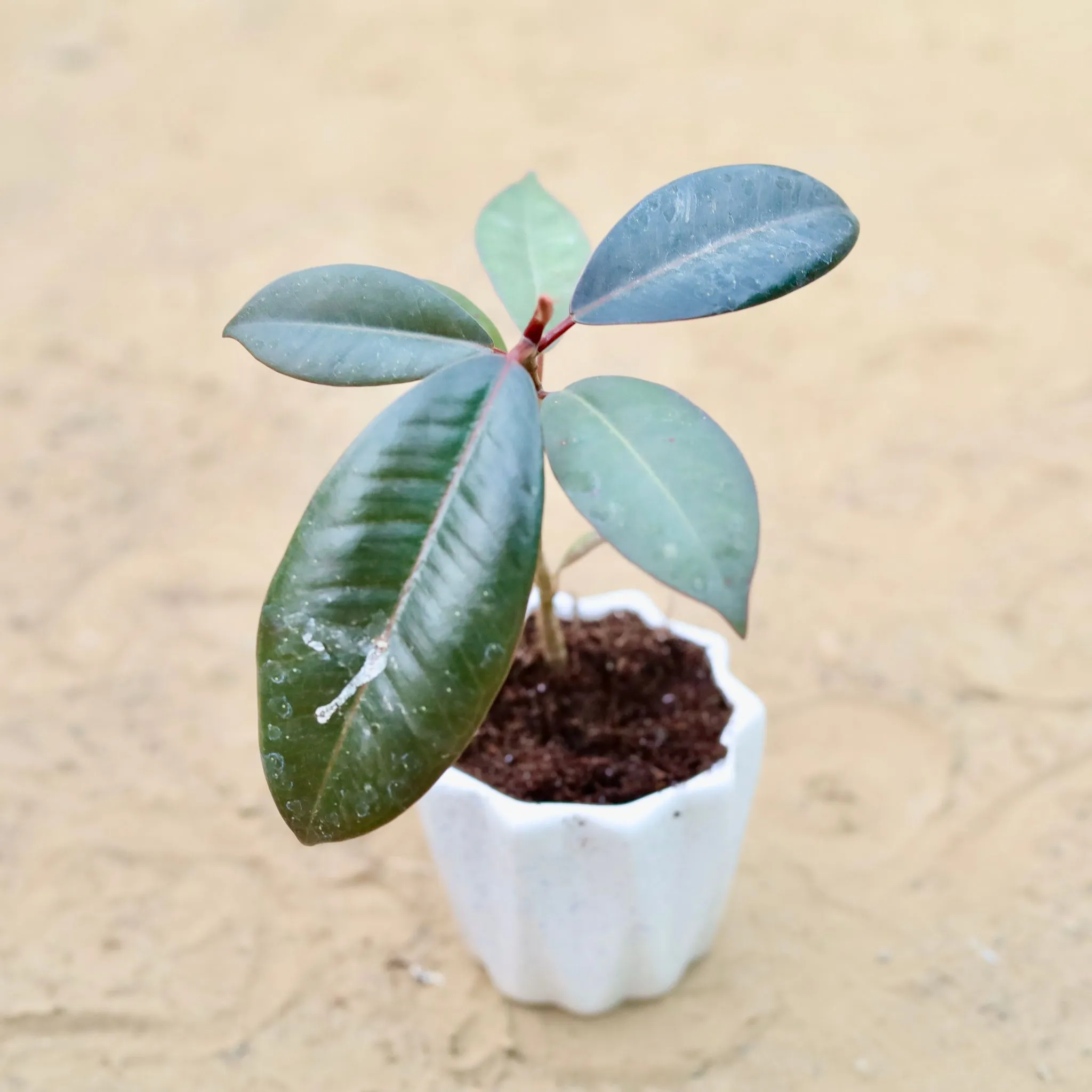 Rubber in 4 Inch Vibrant White Ripple Ceramic Planter