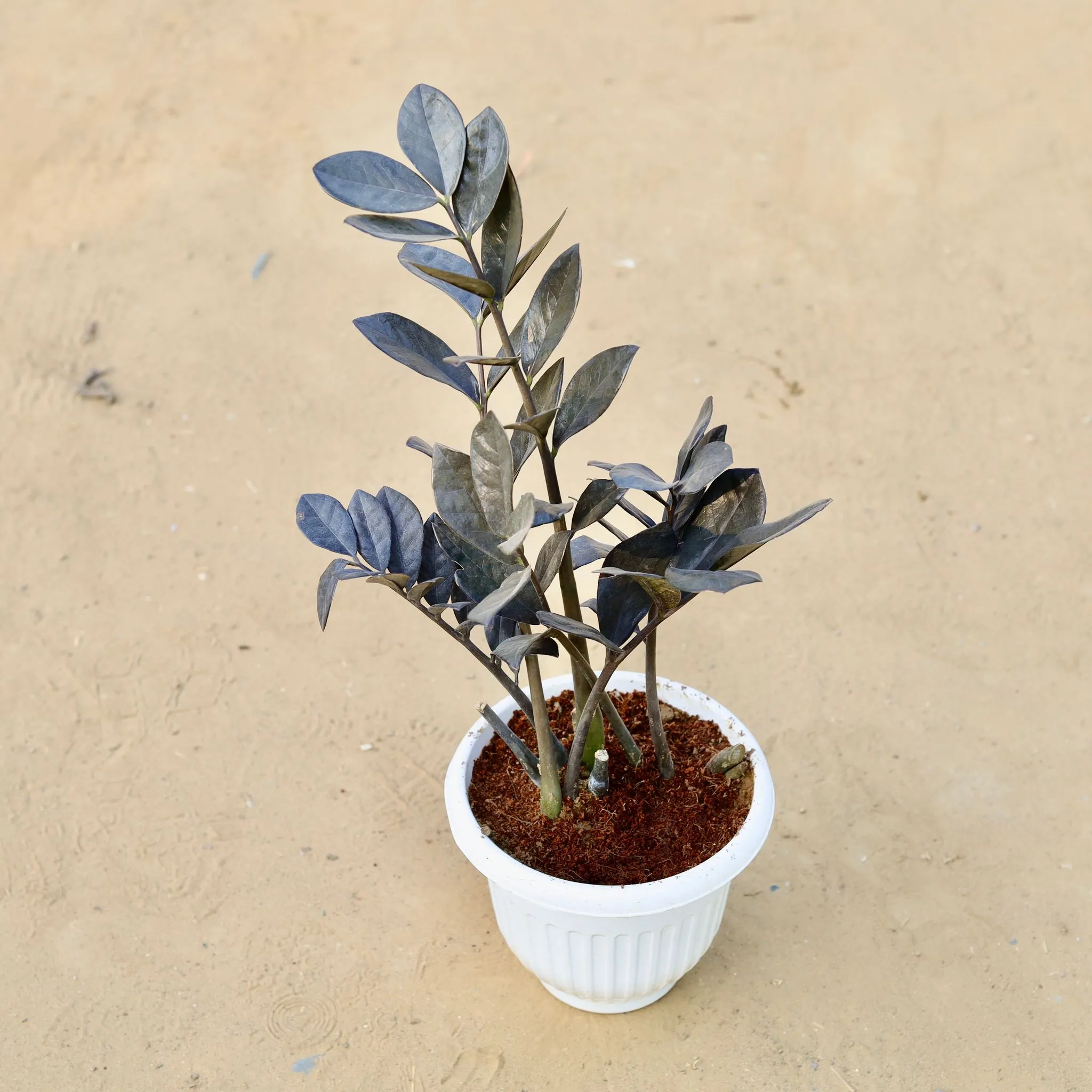 ZZ Black Large (~1 Ft) in 8 Inch White Olive Plastic Pot