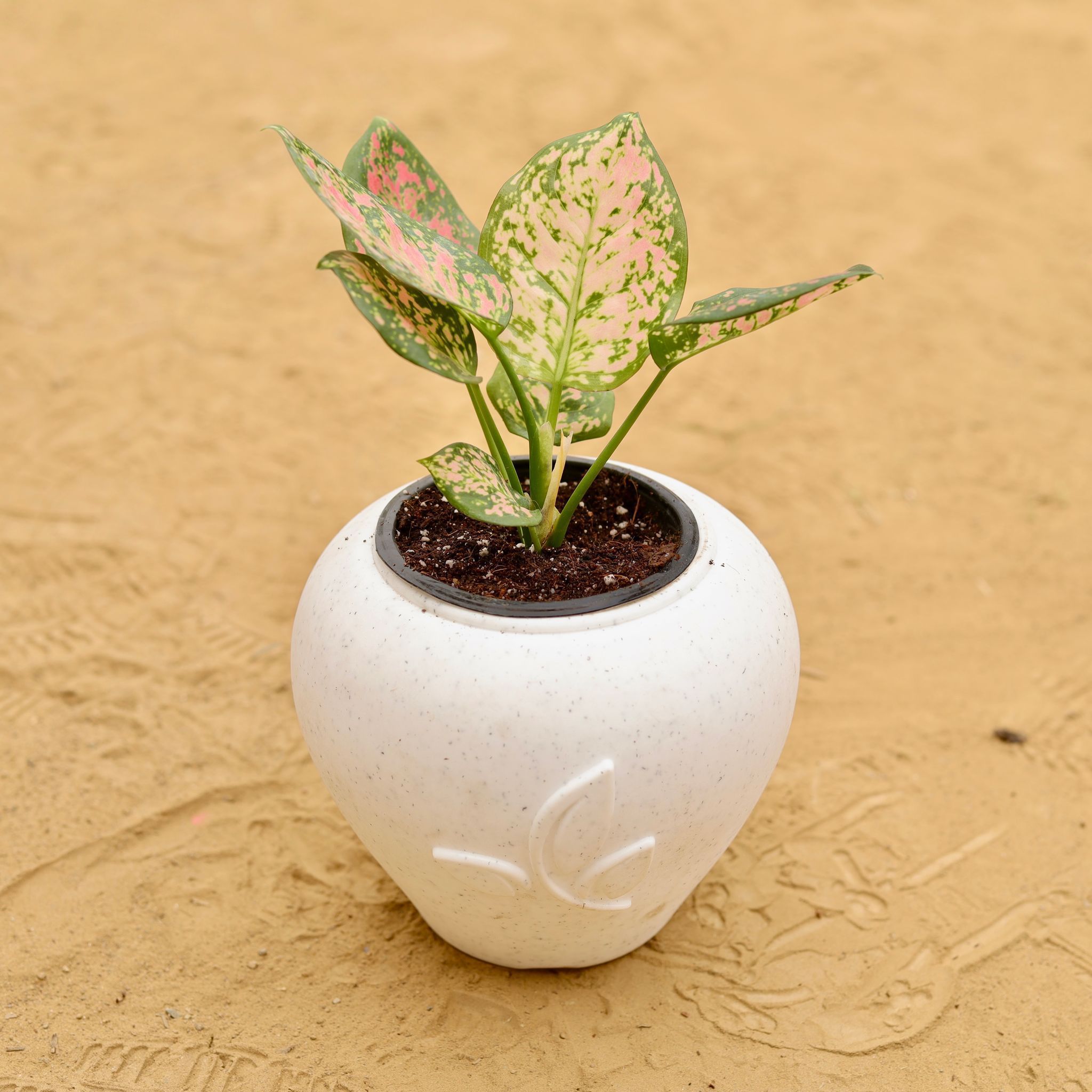 Aglaonema Pink in 7 Inch Plain White Premium Apple Leaf Plastic Pot