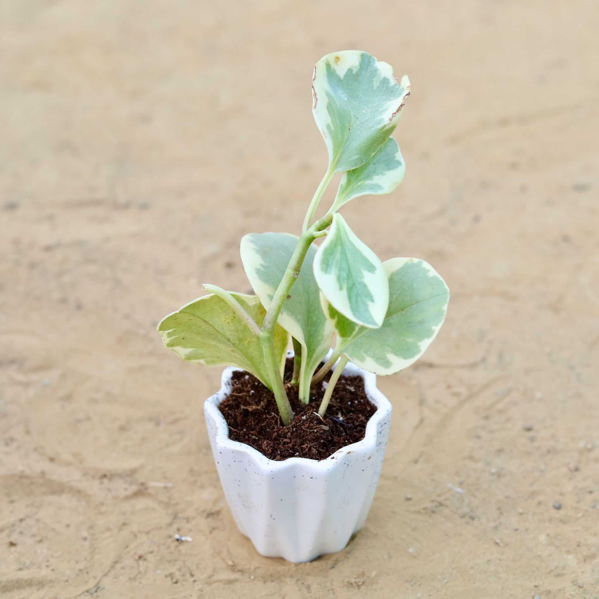 Peperomia Obtusifolia / Baby Rubber in 4 Inch Vibrant White Ripple Ceramic Planter