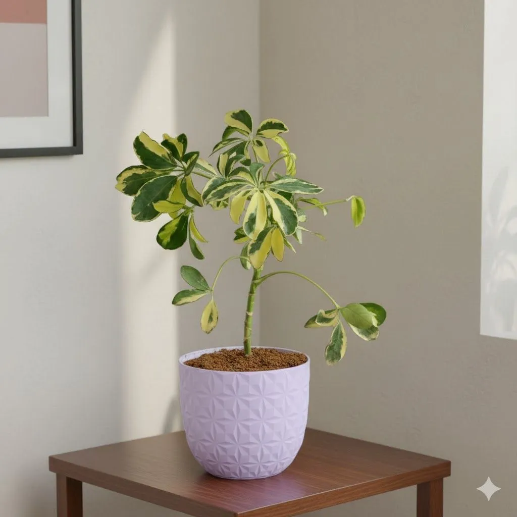 Schefflera Brassia in 4 Inch Purple Leafora Premium Plastic Planter