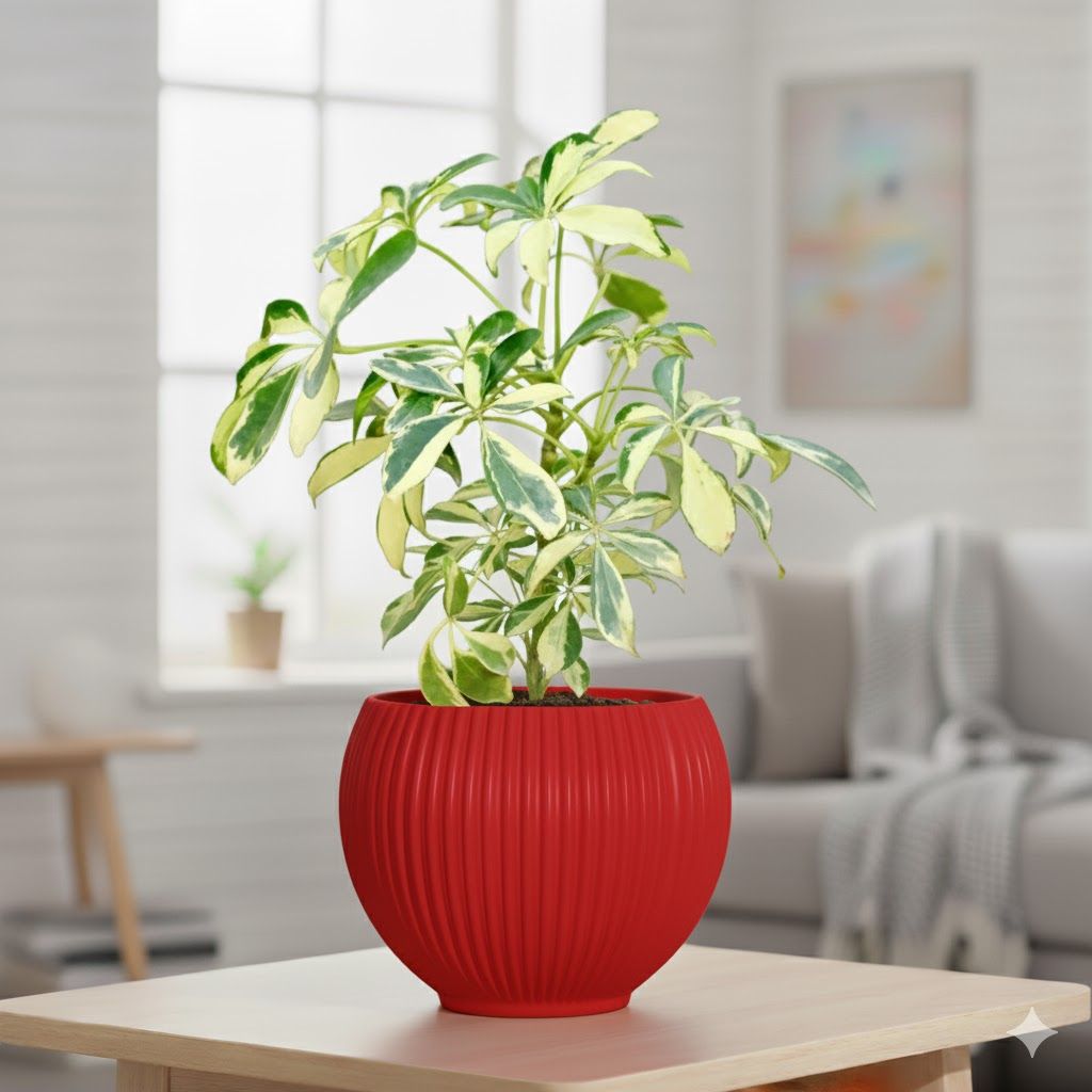 Schefflera Brassia in 5 Inch Rose Red Matt Sylvan Plastic Pot