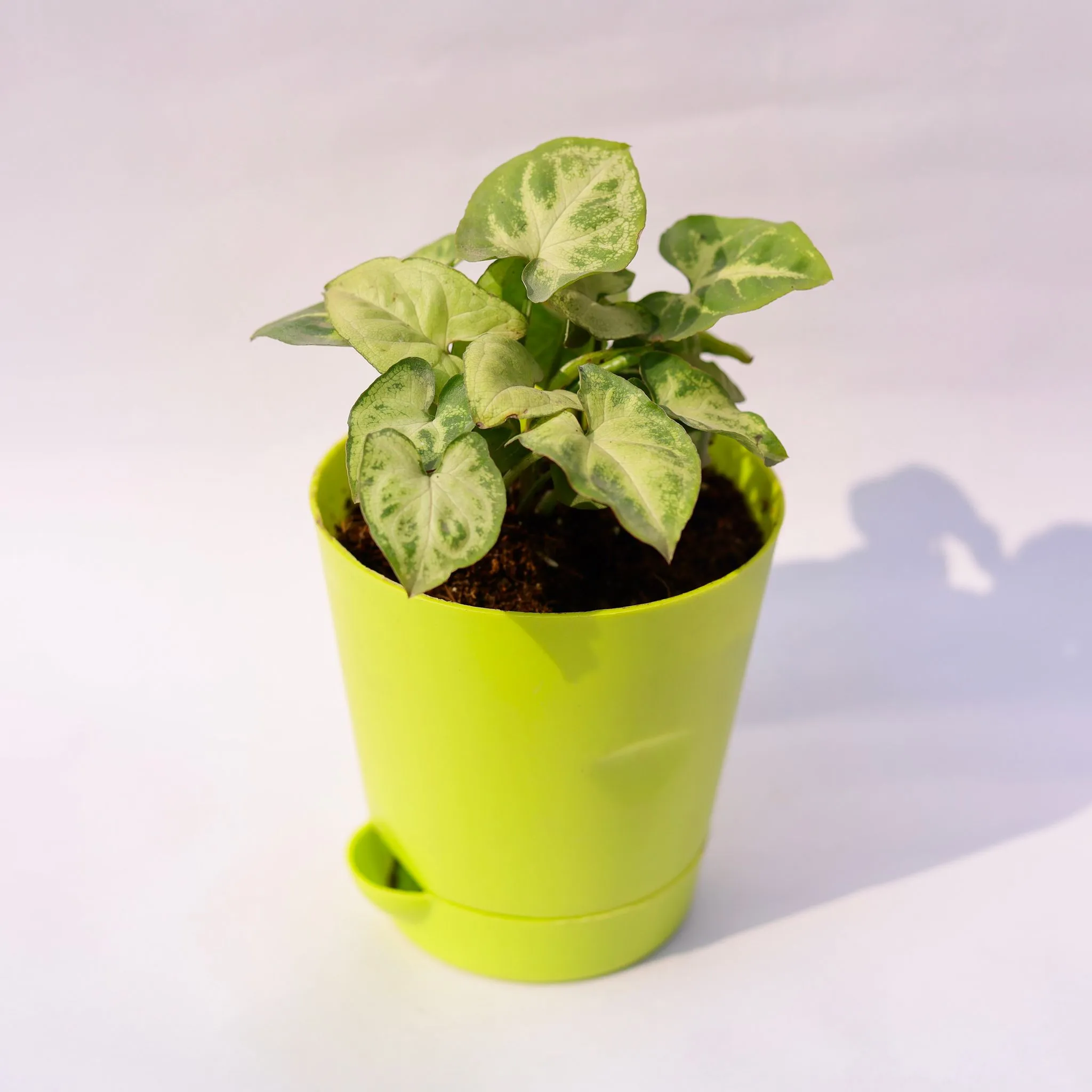 Syngonium Pixie Green in 4 Inch Green Florence Self Watering Pot