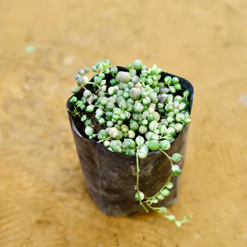 String of pearls succulent in 3 Inch Nursery Bag