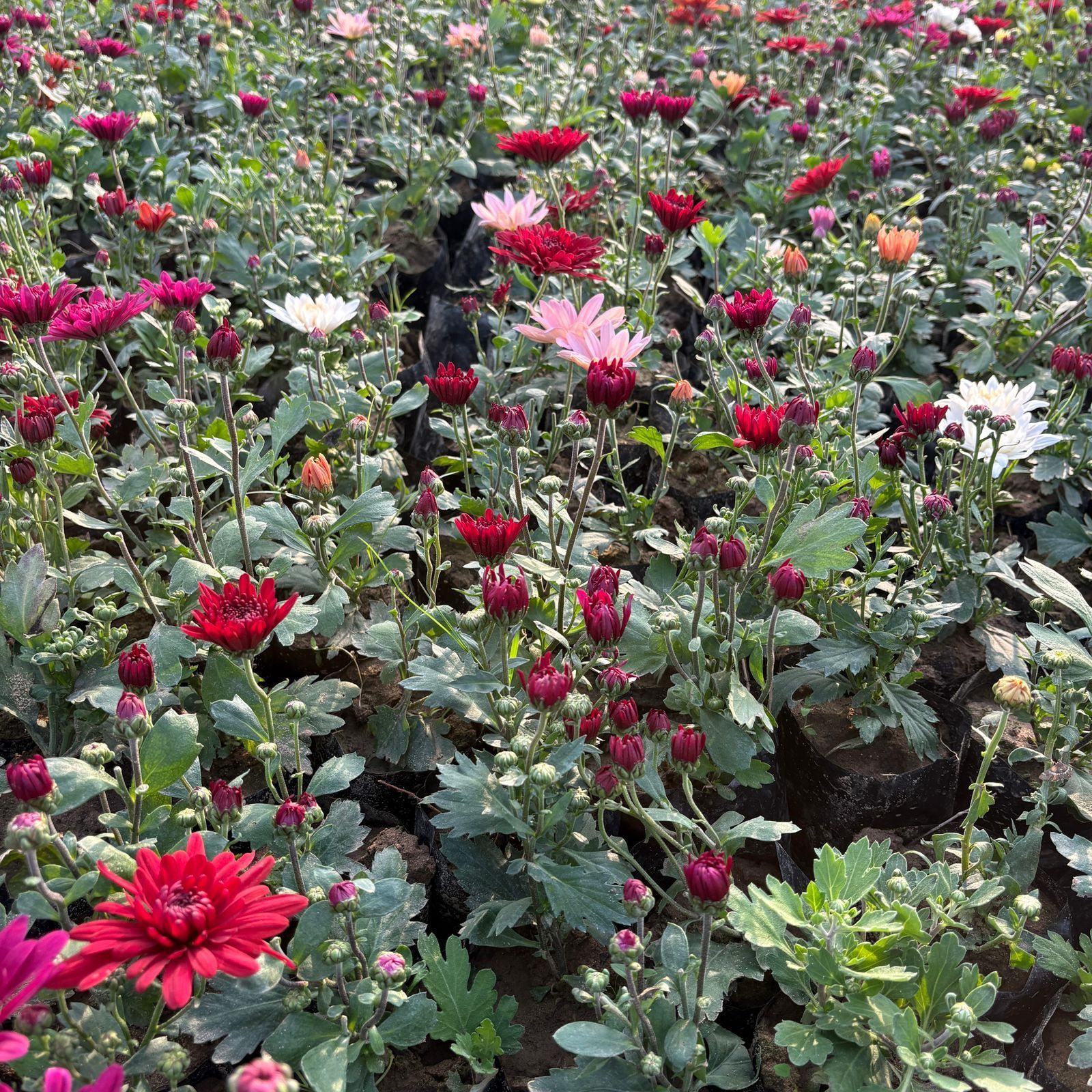 Set Of 5 - Chrysanthemum / Guldawari / Guldaudi (any colour) in 3 Inch Nursery Bag