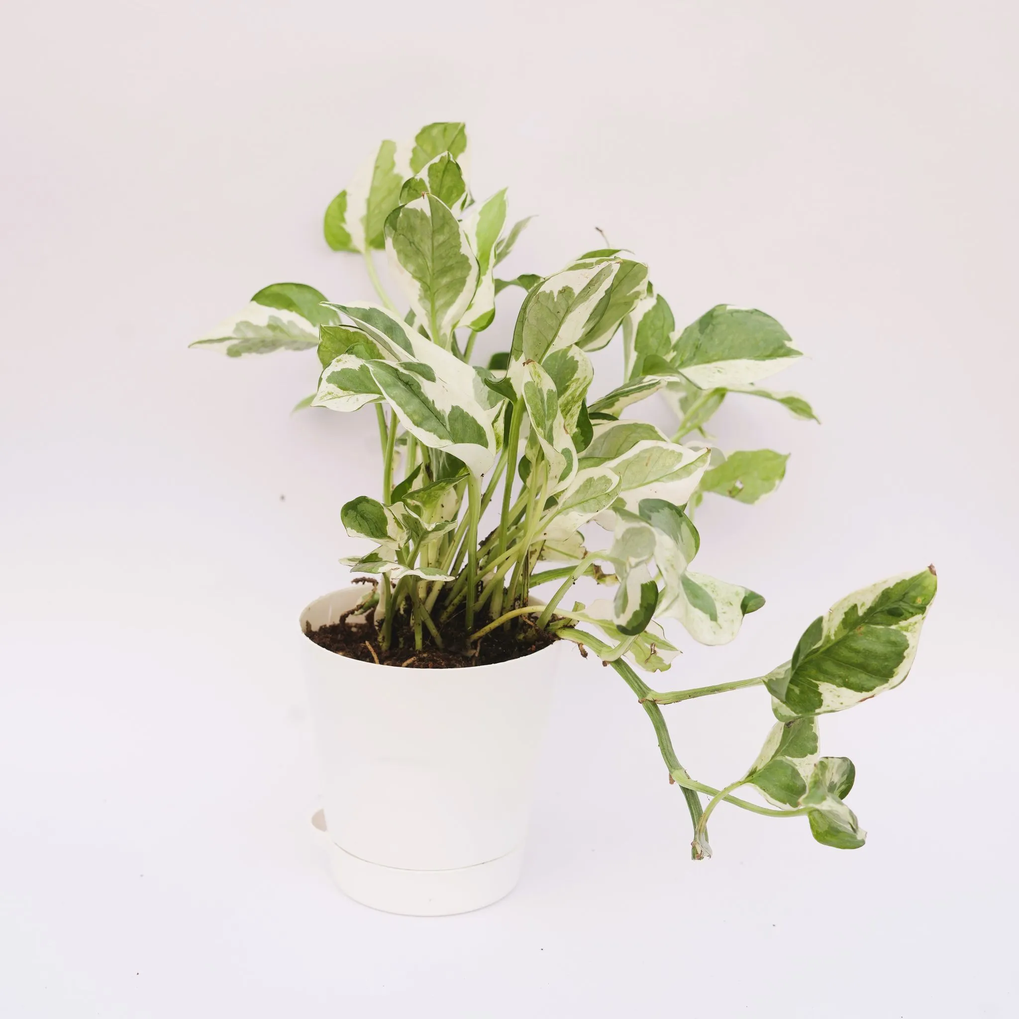 Money Plant N'joy in 4 Inch White Florence Self Watering Pot