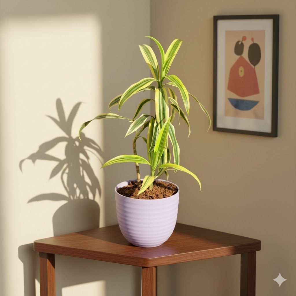 Song of India in 4 Inch Purple Avora Premium Plastic Planter