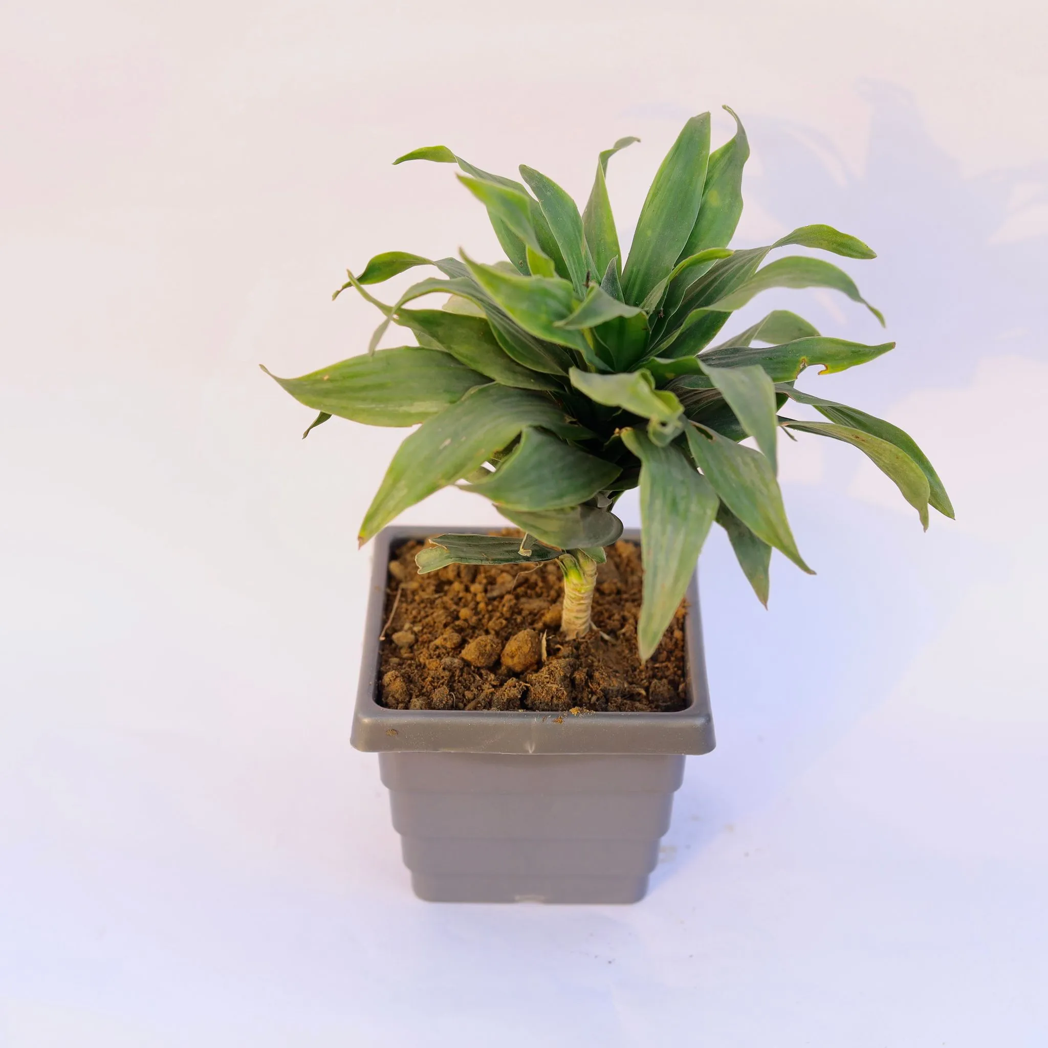 Dracaena Compacta in 4 Inch Grey Premium Orchid Square Plastic Pot