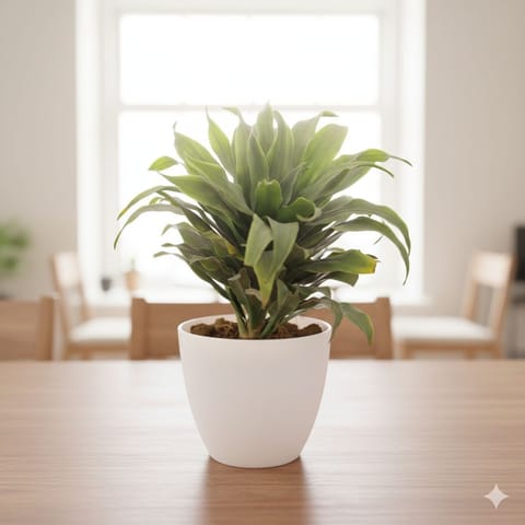 Dracaena Compacta in 4 Inch White Premium Orchid Round Plastic Pot