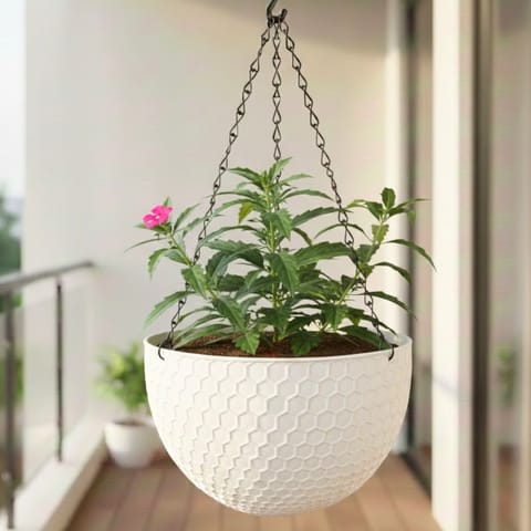 Verbena (any colour) in 7 Inch White Premium Cerana Plastic Hanging Basket