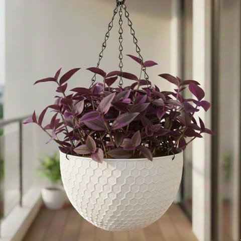 Purple Sage in 7 Inch Live Plant White Premium Cerana Plastic Hanging Basket
