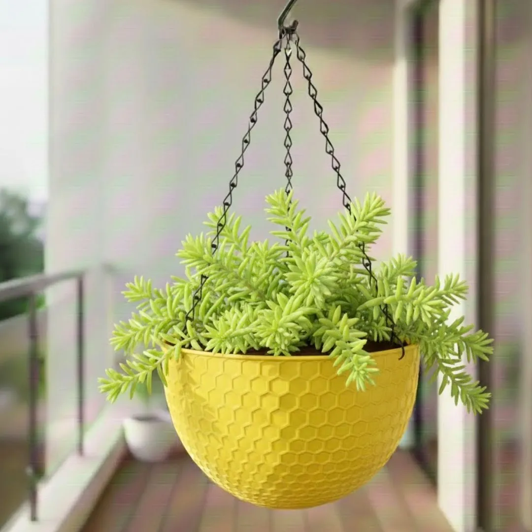 Sedum Golden Succulent in 7 Inch Yellow Premium Cerana Plastic Hanging Basket
