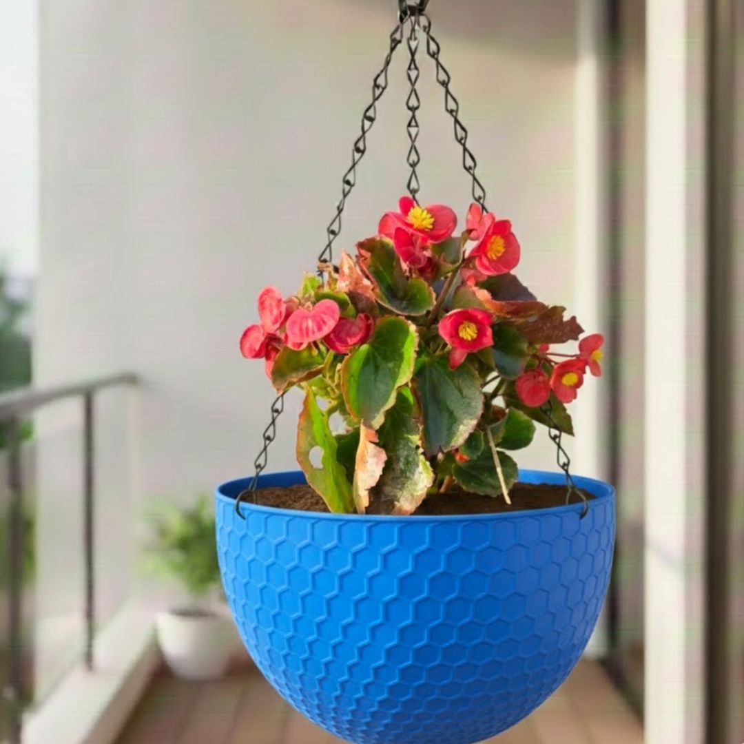 Begonia (Any Colour) in 7 Inch Blue Premium Cerana Plastic Hanging Basket