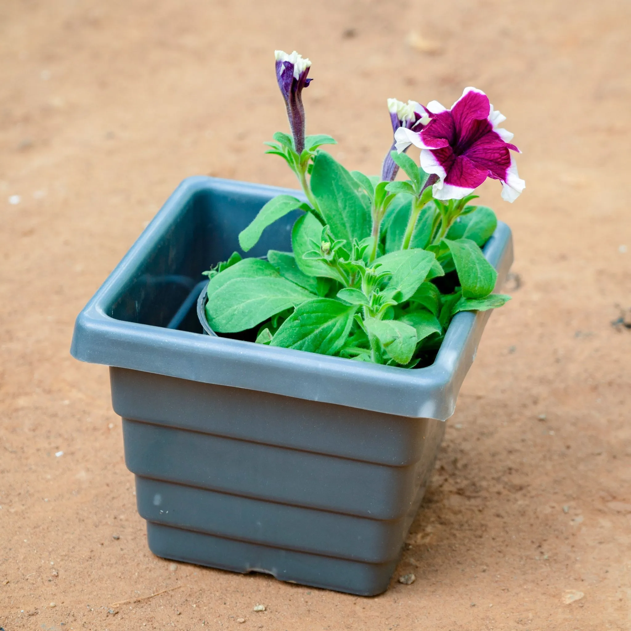 Petunia (Any Colour) in 6 Inch Grey Premium Orchid Square Plastic Pot