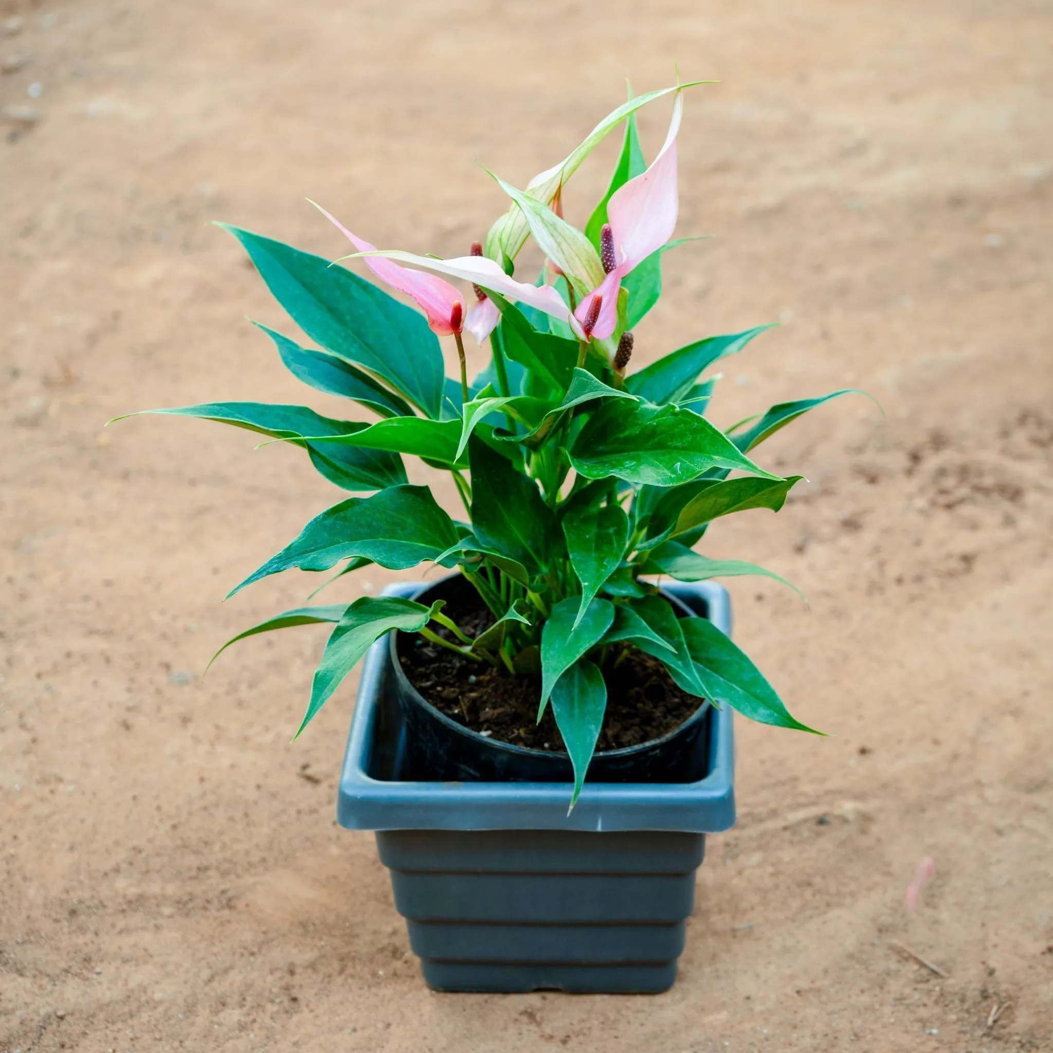 Anthurium (Any Colour) in 6 Inch Grey Premium Orchid Square Plastic Pot