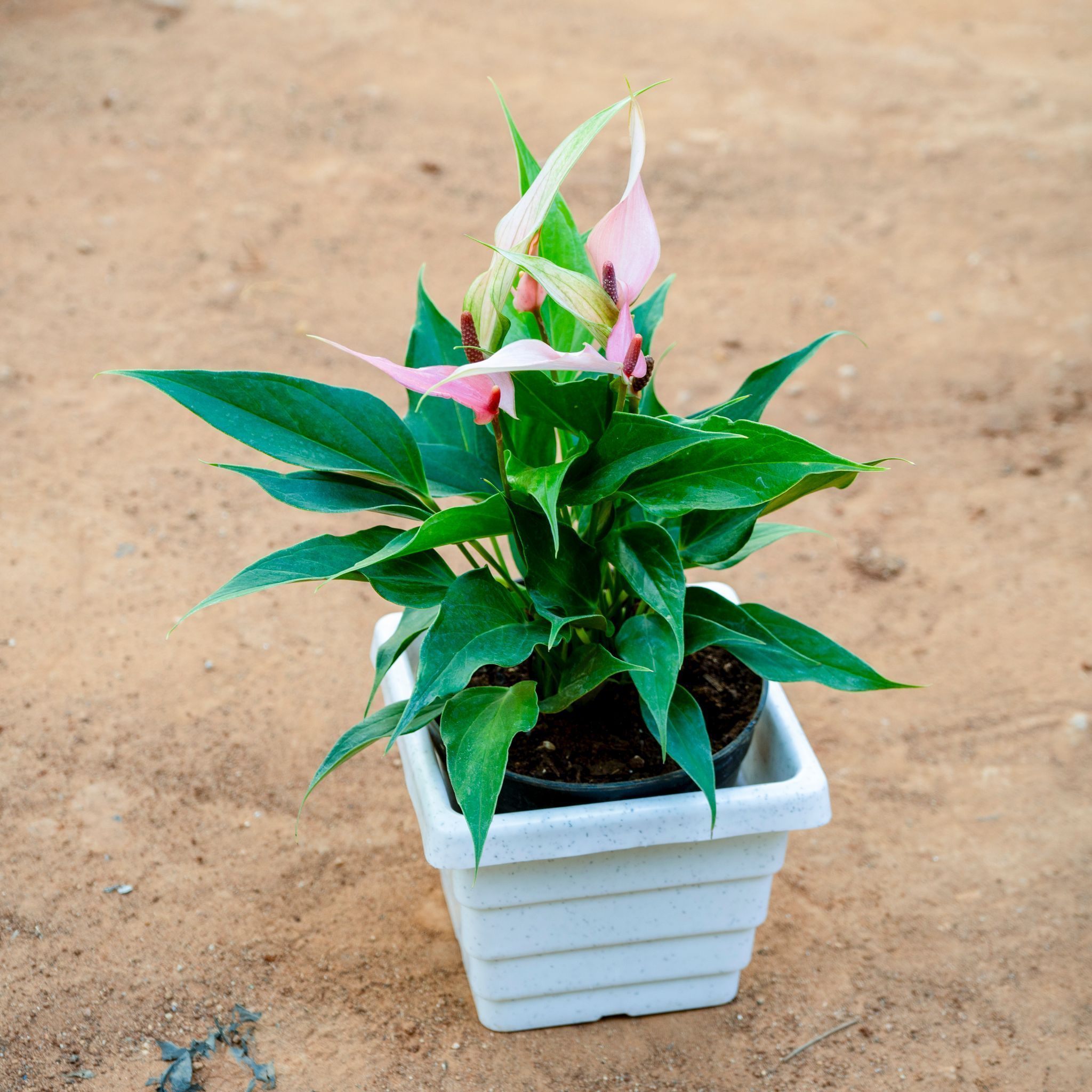 Anthurium (Any Colour) in 6 Inch White Marble Premium Orchid Square Plastic Pot