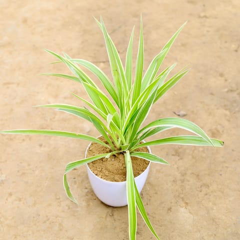 Spider in 4 Inch Live Plant White Premium Orchid Round Plastic Pot