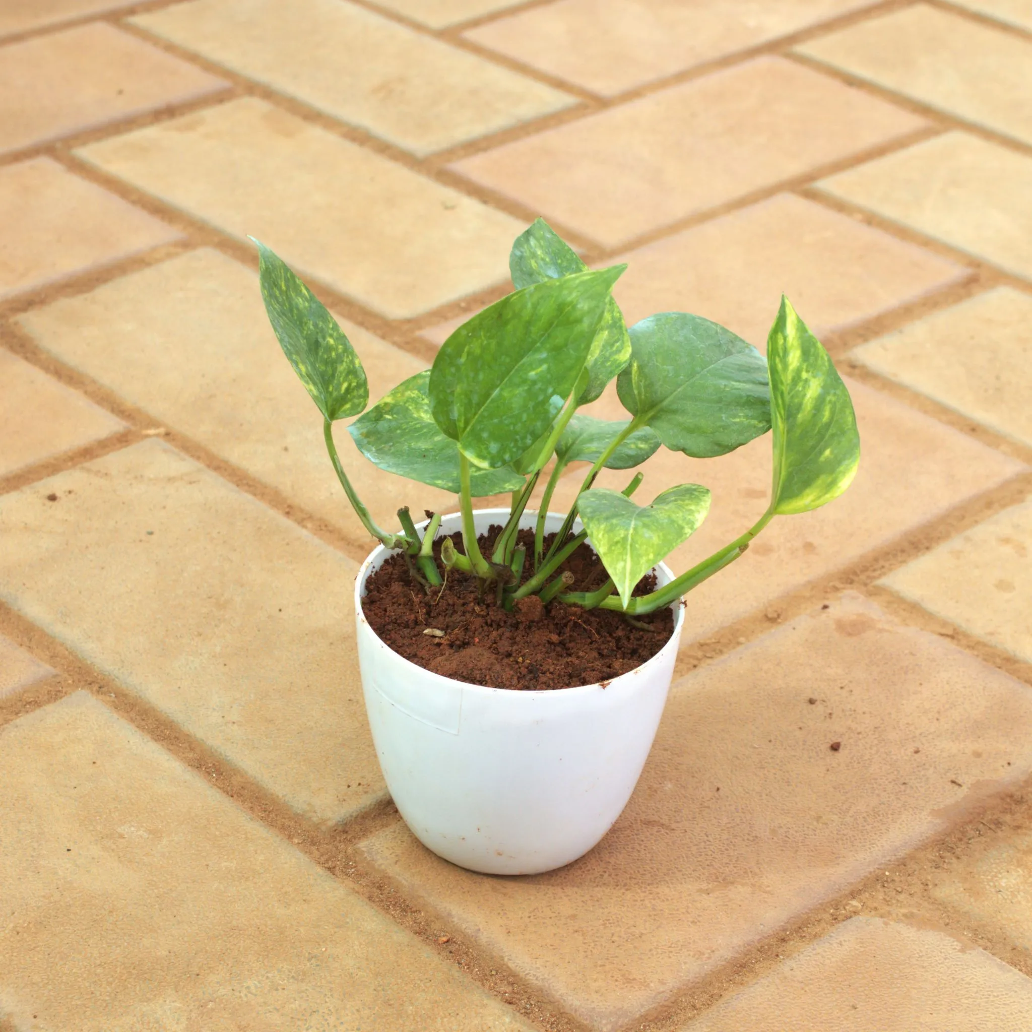 Money Plant Green in 4 Inch White Premium Orchid Round Plastic Pot
