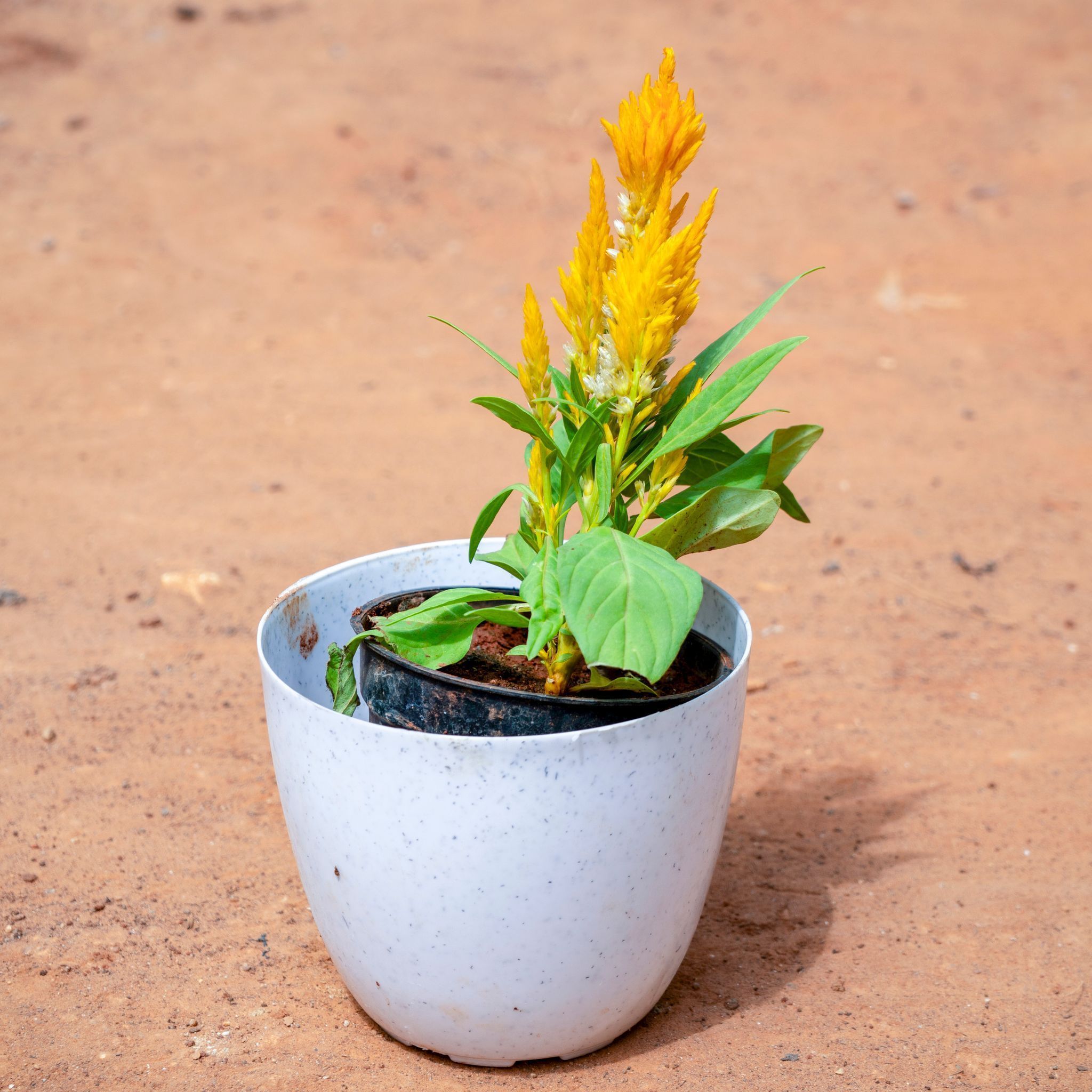 Celosia / Cockscomb (Any Colour) in 4 Inch White Premium Orchid Round Plastic Pot