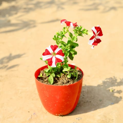 Petunia (any colour) in 4 Inch Red Premium Orchid Round Plastic Pot