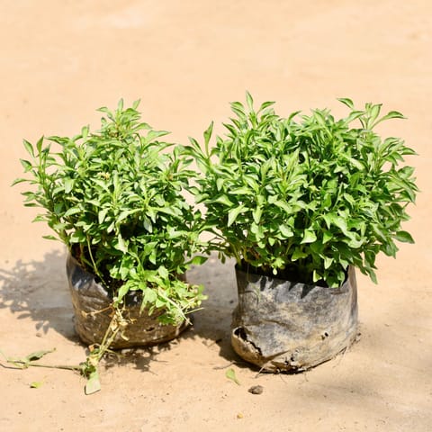 Set of 2 - Alternanthera Green in 4 Inch Nursery Bag