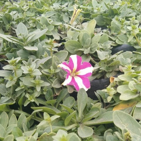 Set of 3 -  Petunia (Any color) in 4 inch Nursery Bag