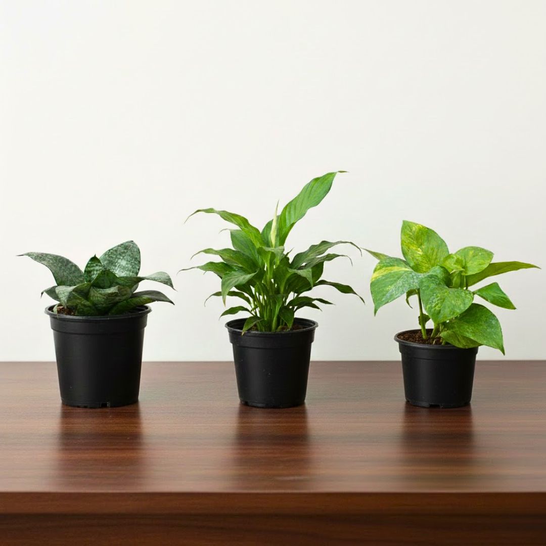 Positive Energy - Set of 3 - Snake Dwarf Green, Peace Lily & Money Plant Green in 4 Inch Nursery Pot