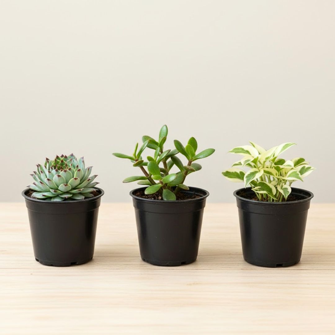 Prosperity Green - Set of 3 - Laxmi Kamal Succulent, Jade & Money Plant N'Joy in 4 Inch Nursery Pot