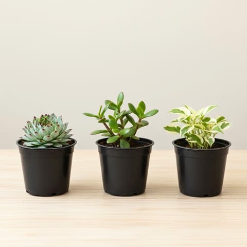 Prosperity Green - Set of 3 - Laxmi Kamal Succulent, Crasula & Money Plant N'Joy in 4 Inch Nursery Pot