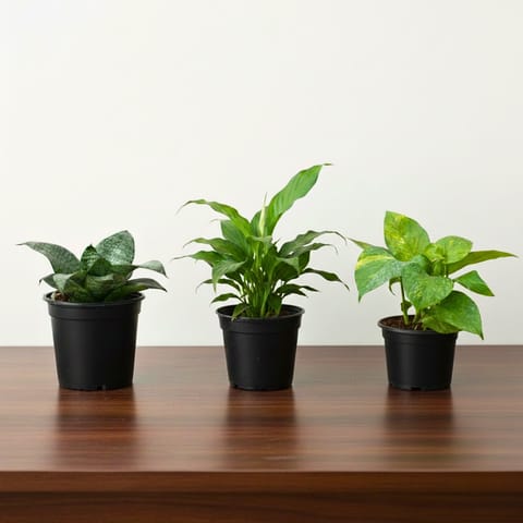 Positive Energy - Set of 3 - Snake Dwarf Green, Peace Lily & Money Plant Green in 4 Inch Nursery Pot