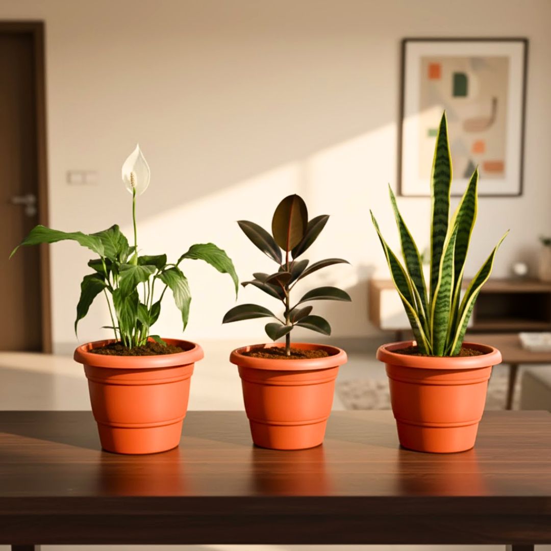 Set of 3 - Peace Lily, Rubber Black & Snake Long Green in 7 Inch Classy Red Plastic Pot