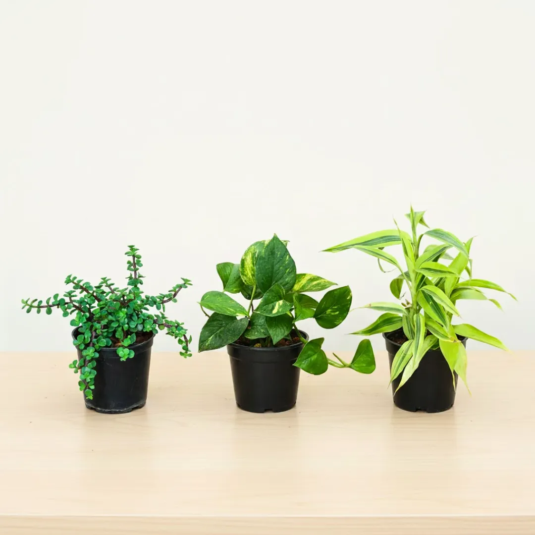 Lucky Trio - Set of 3 - Jade, Money Plant Green & Lucky Bamboo in 4 Inch Nursery Pot