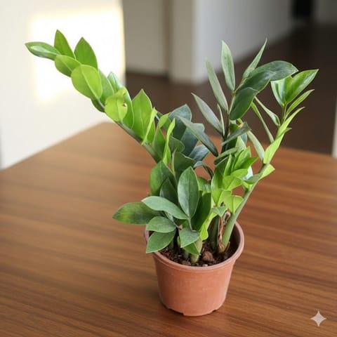 ZZ plant in 5 Inch Nursery Pot