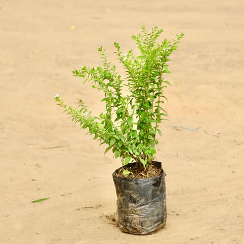 Cuphea / False Heather White in 3 Inch Live Plant Nursery Bag