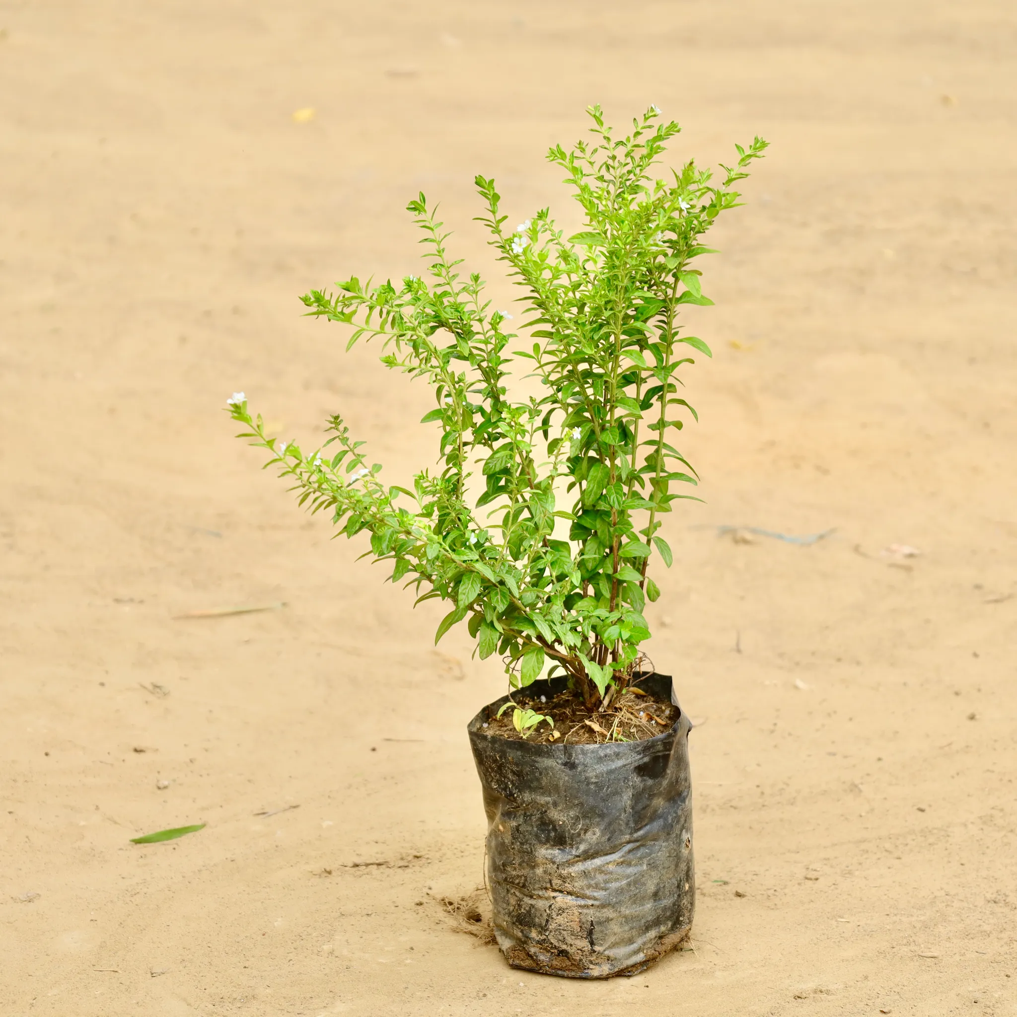 Cuphea / False Heather White in 3 Inch Nursery Bag
