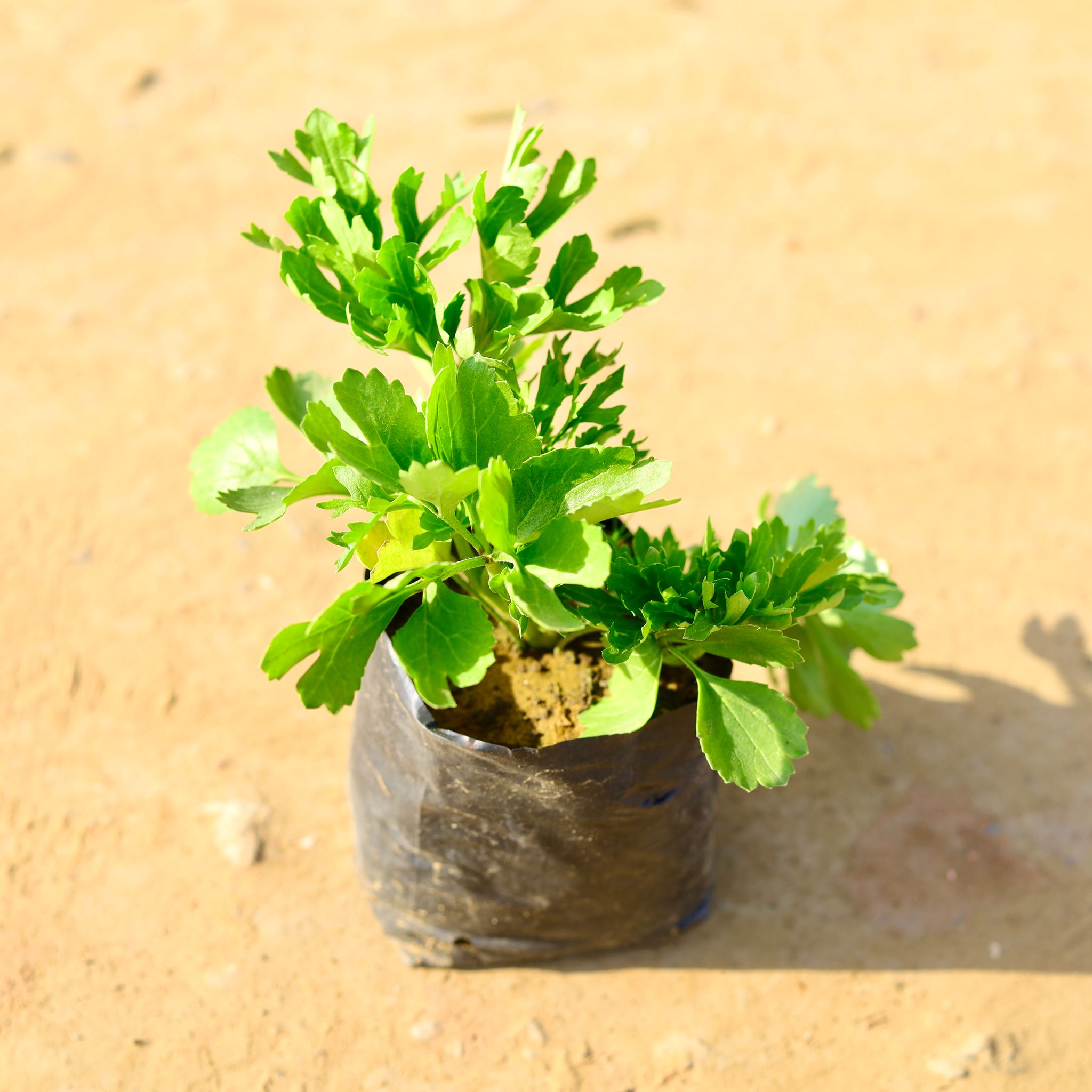 Primula Rosea (any colour) in 4 Inch Nursery Bag