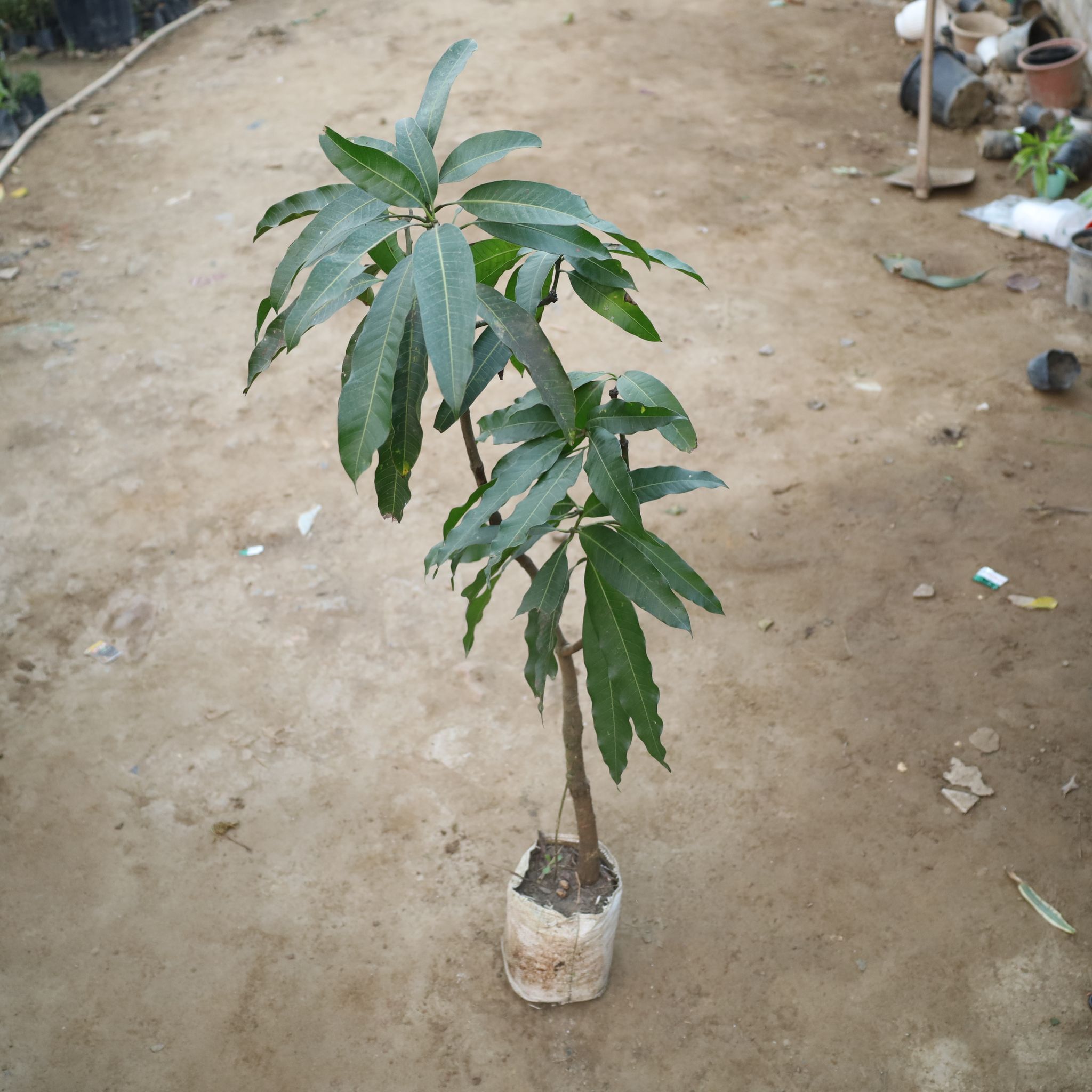 Amrapali Mango Grafted (4 Ft) in 8 Inch Nursery Bag