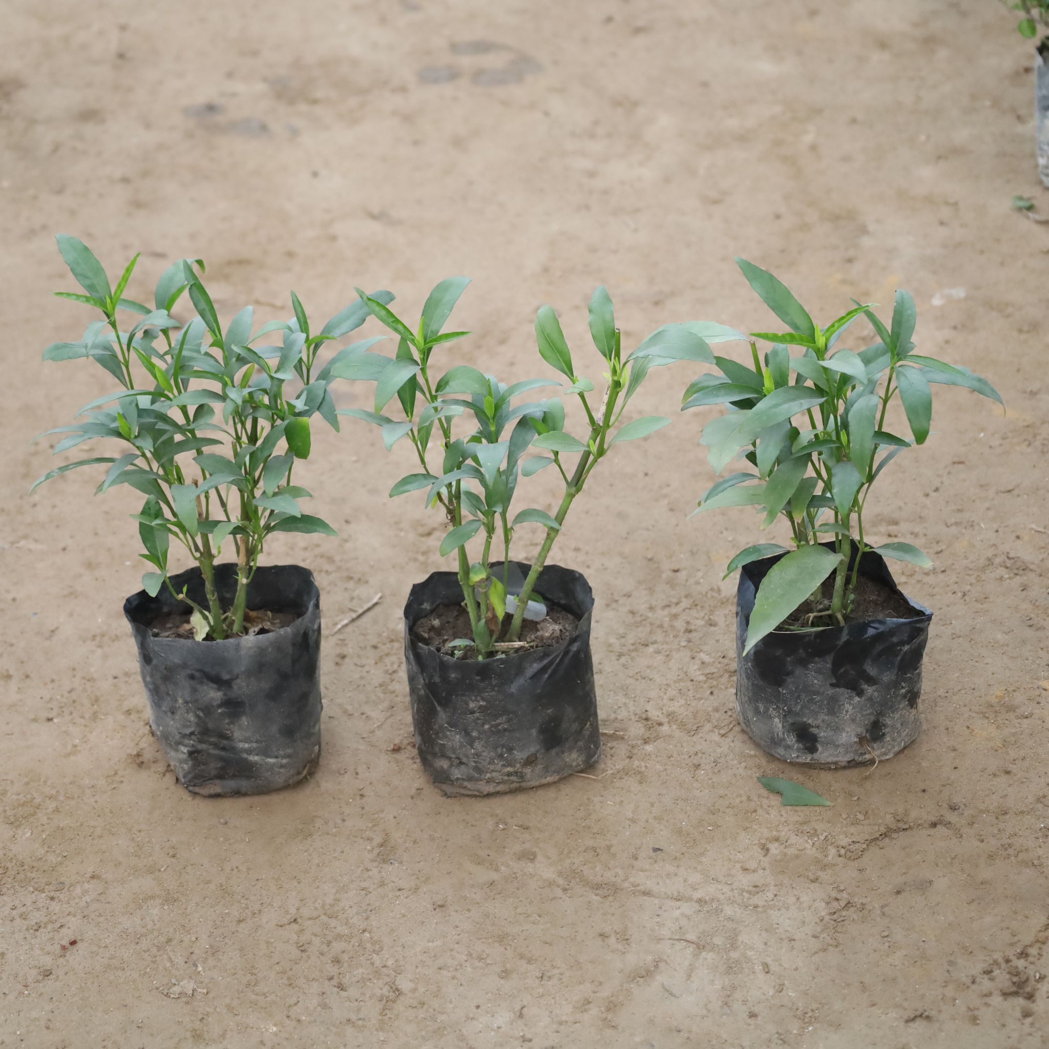 Set Of 3 - Sukh Shanti in 4 Inch Nursery Bag