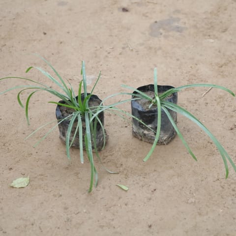 Set Of 2 - Rain Lily Pink in 4 Inch Nursery Bag