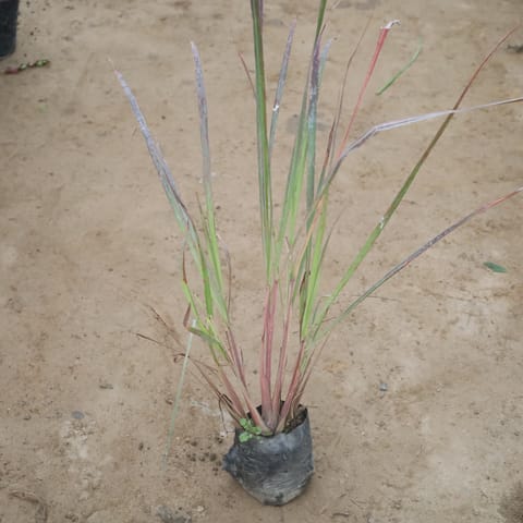 Lemon Grass in 4 Inch Nursery Bag