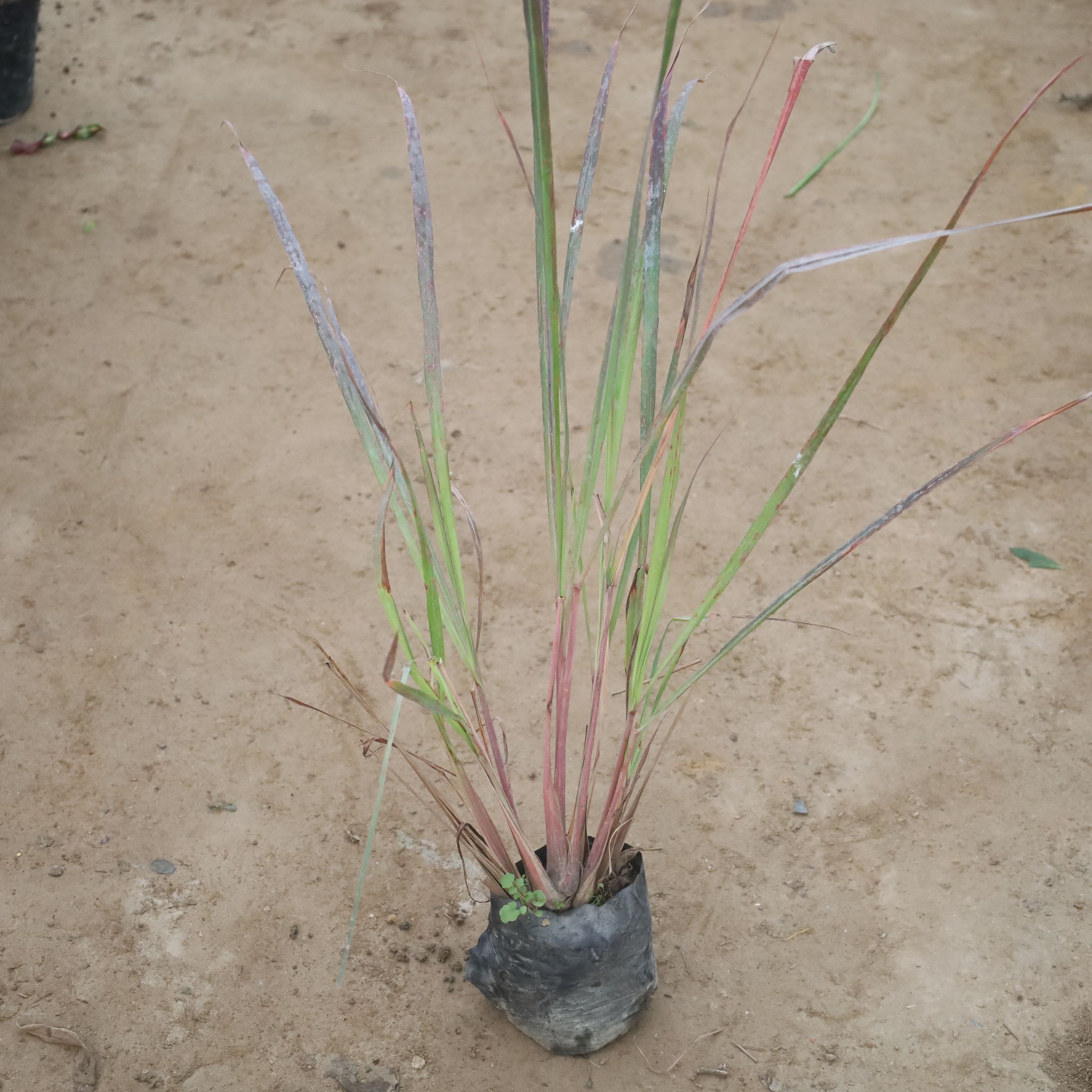 Lemon Grass in 4 Inch Nursery Bag
