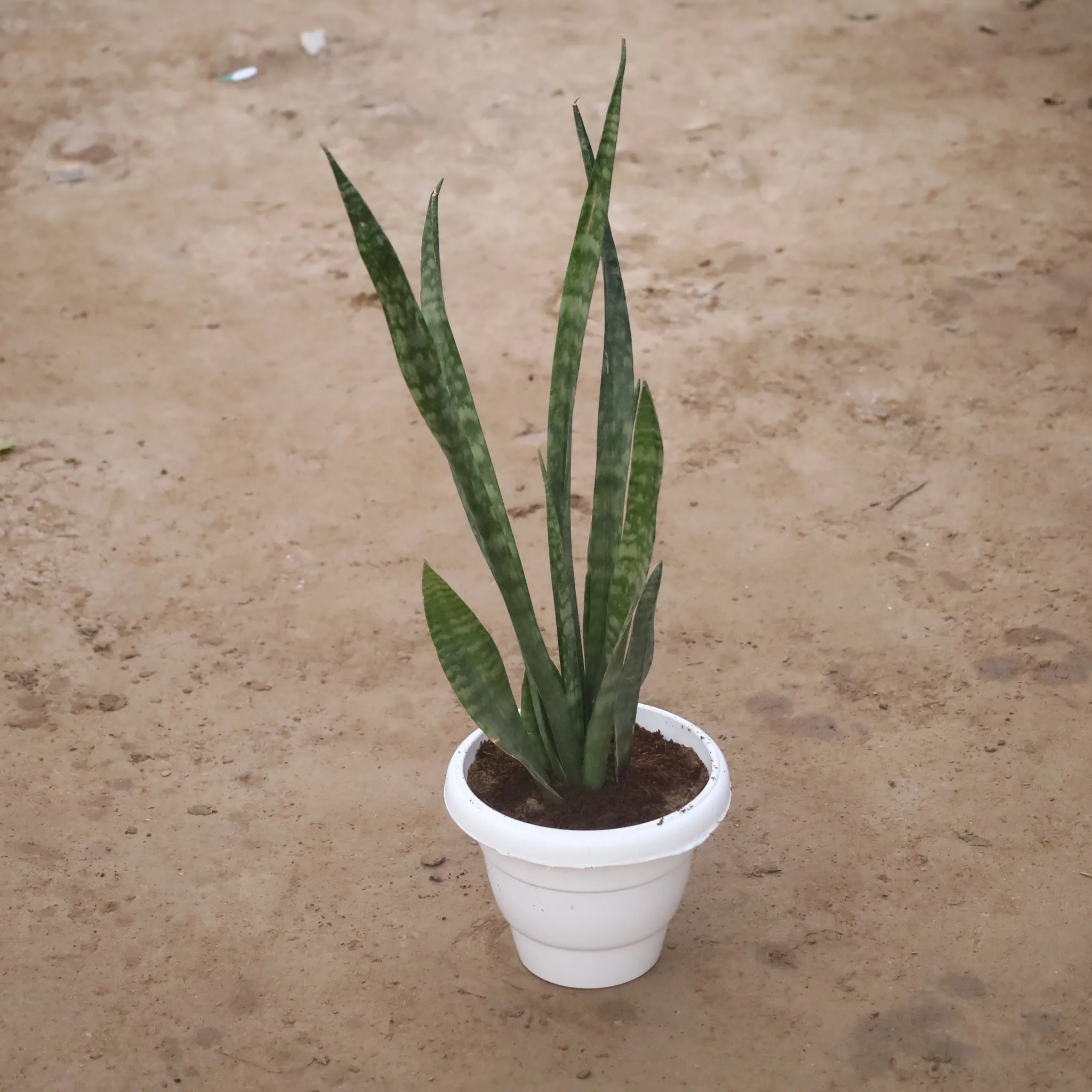 Air Purifier Snake Green in 8 Inch White Classy Plastic Pot