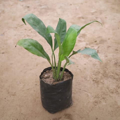 Peace Lily in 8 Inch Nursery Bag