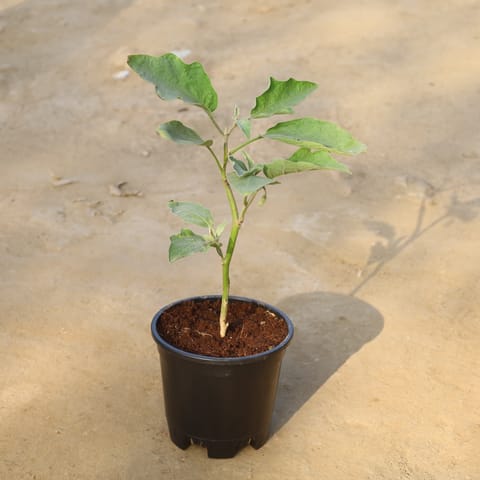Brinjal / Baigan Plant in 6 Inch Nursery Pot