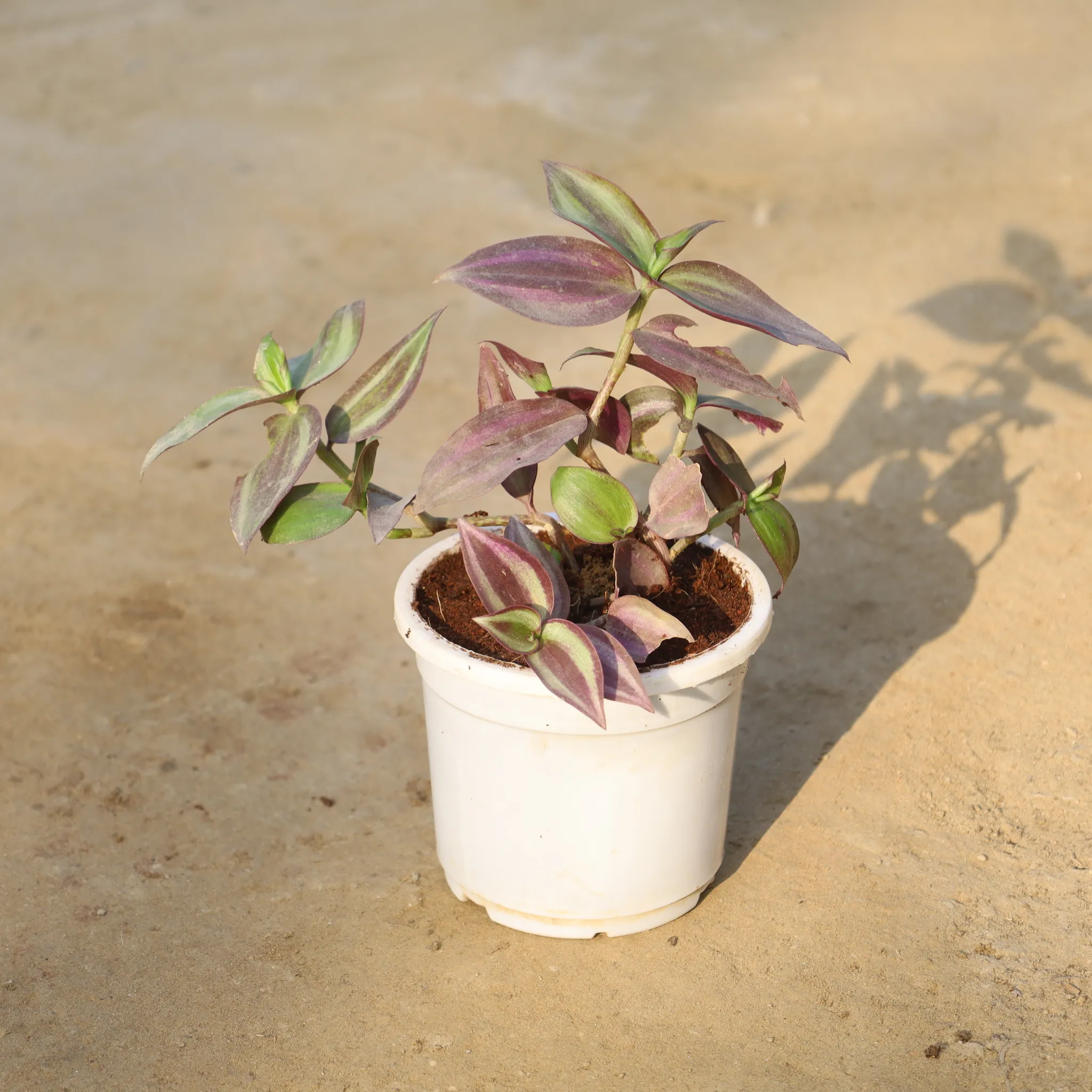 Wandering Jew in 4 Inch Nursery Pot