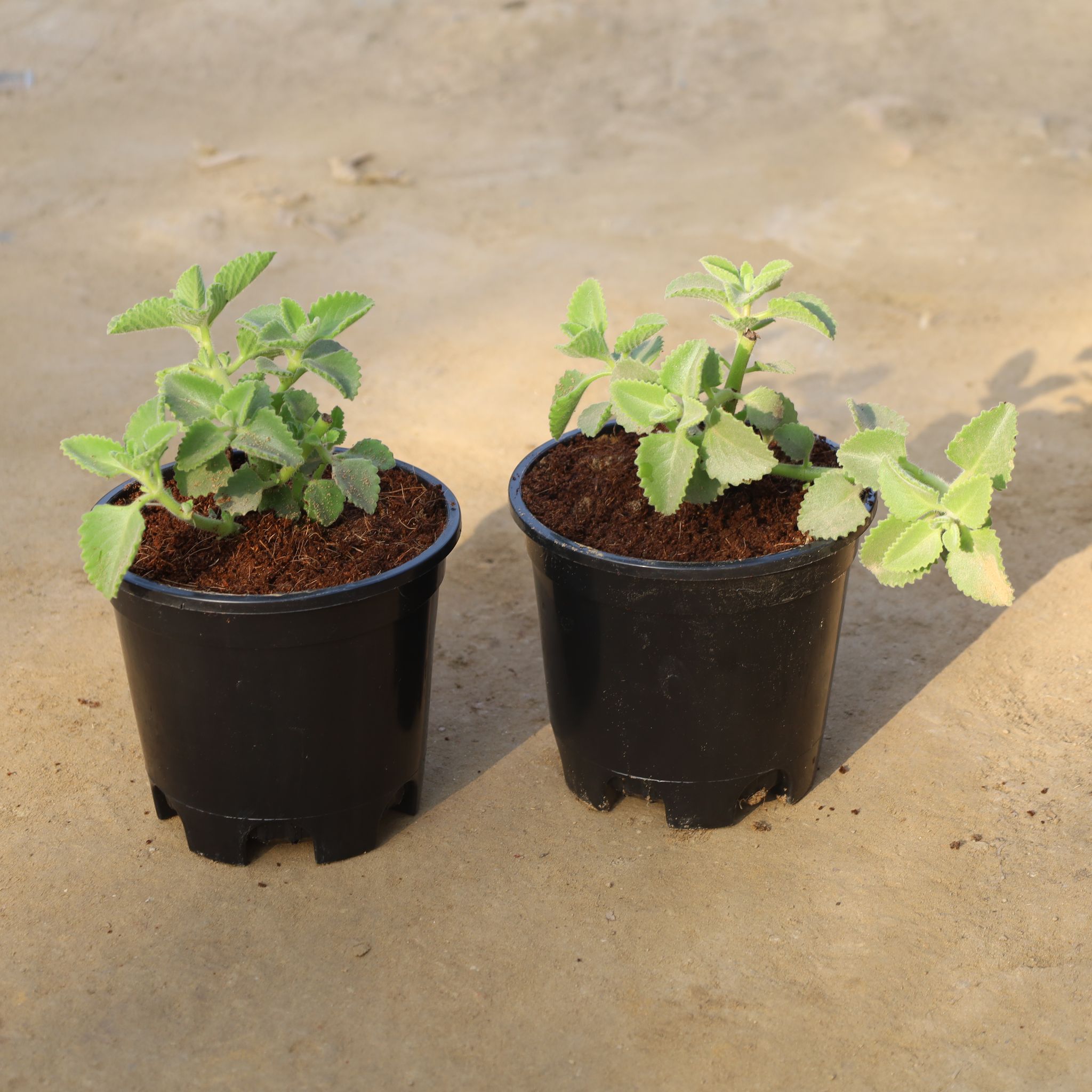 Set Of 2 - Ajwain Plant in 6 Inch Nursery Pot