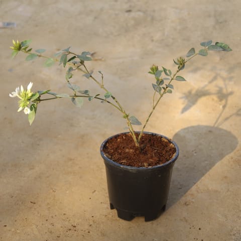 Juhi Jasmine in 6 Inch Nursery Pot